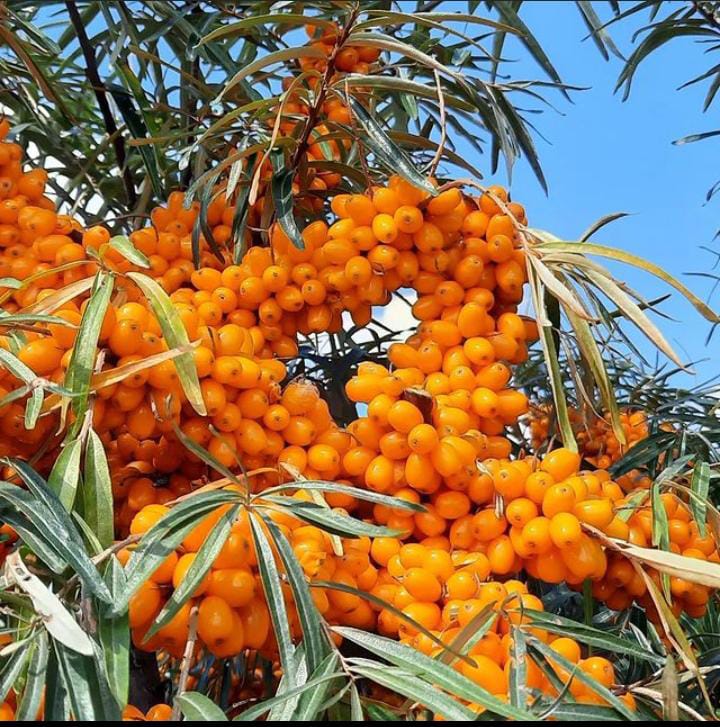 Seabuckthorn - Sanjivanibooti