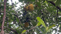 Thumbnail for Kathal (Jackfruit) Pickle