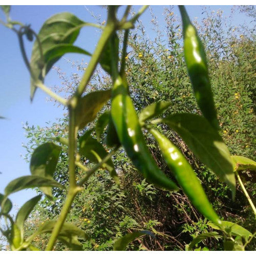 Green Chilli Pickle  - Organic (300 gms)