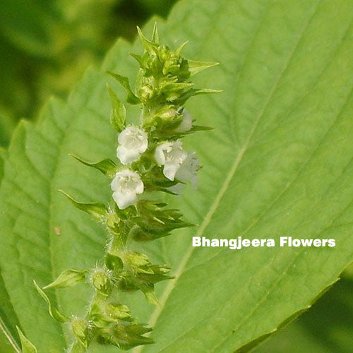 Bhangjeera (Perilla frutescens) 100gms