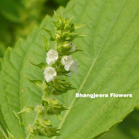 Thumbnail for Bhangjeera (Perilla frutescens) 100gms