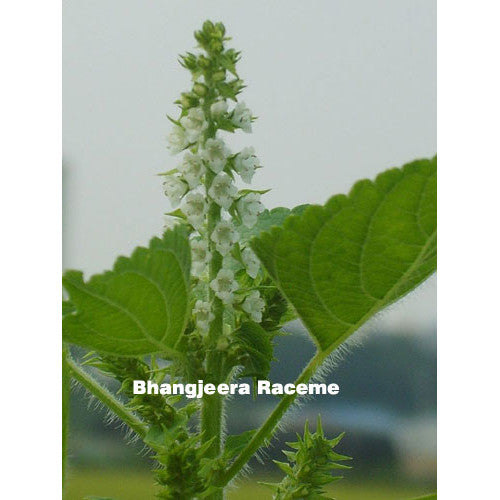 Bhangjeera (Perilla frutescens) 100gms