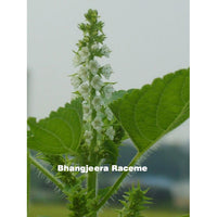 Thumbnail for Bhangjeera (Perilla frutescens) 100gms